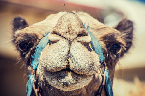 camels